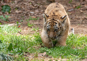 トラの赤ちゃん