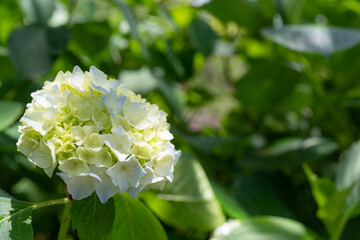 白い紫陽花