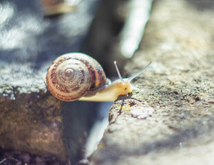 Little snails are creeping on the concrete in the garden.