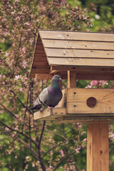 a pigeon sits on a feeder in a public park against a background of flowering trees.