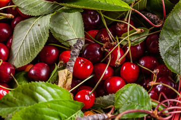 Freshly picked cherries from the tree