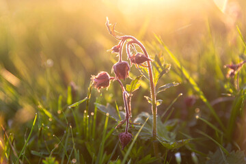 Idyllic spring meadow