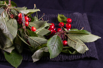 Freshly picked cherries from the tree