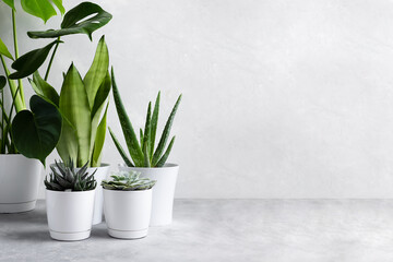 A collection of different house plants: succulents, echeveria, haworthia, aloe vera, monstera, sansevieria in different pots. Houseplants in a modern interior. Home gardening concept.