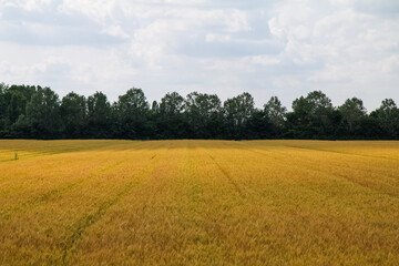 field of wheat