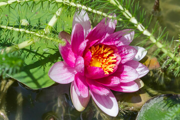 Beautiful lotus flowers blooming in the pond ,Thai temple in Italy.