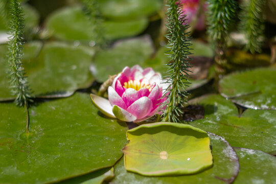 Beautiful lotus flowers blooming in the pond ,Thai temple in Italy.