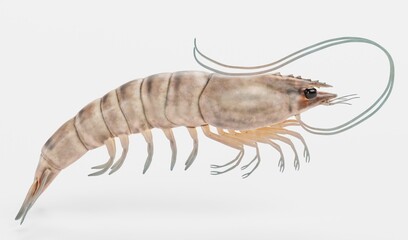 Realistic 3D Render of Prawn