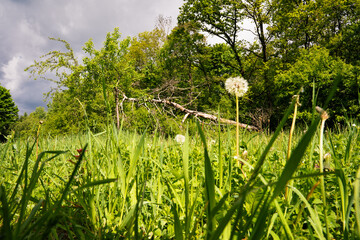 Großer umgefallener Baum auf einer Wiese am Waldrand