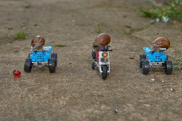 Three large garden snails sit on a toy motorcycle and quad bikes .