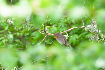 robin in the tree