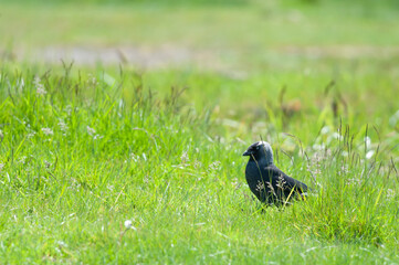 jackdaw on the grass