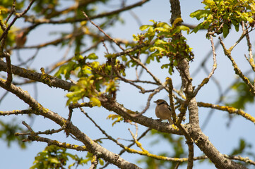 small bird in the branches