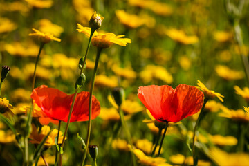 Poppies and wild flowers in Corsica