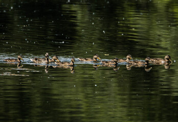 Patos con reflejo
