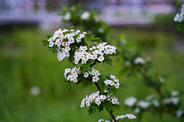 Spierstrauch Blüten weiß Nahaufnahme