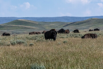 Fototapeta na wymiar American Bison in the field of Yellowstone National Park, Wyoming