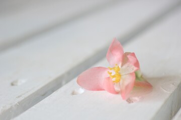 Naklejka na ściany i meble 一輪のベコニアの花