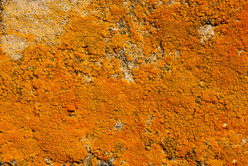 Old gray rough texture concrete wall with yellow-red moss, grunge horizontal texture background