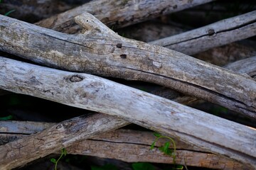 Old natural branches.Natural gray texture