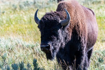 American Bison in the field of Yellowstone National Park, Wyoming