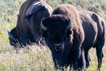 American Bison in the field of Yellowstone National Park, Wyoming