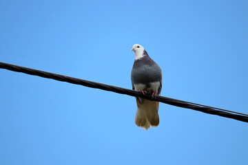 Pigeon sitting on a wire on clear blue sky background. Dove on the cable of power lines