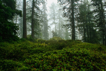 Obraz premium morning in the woods