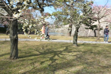 京都二条城の梅