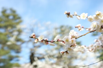 京都二条城の梅