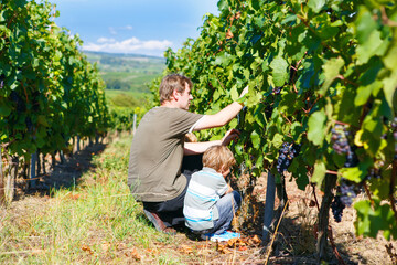 Winemaker, wine grower or grape picker and child with ripe blue grapes on grapevin. Man and son...