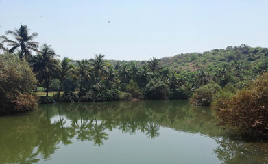 Fototapeta na wymiar Green lake surrounded by palm trees in the Arambol area