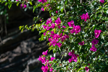 pink flowers in the garden