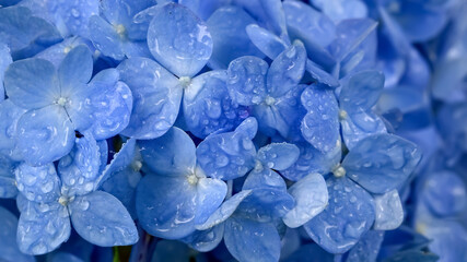 雨上がりの紫陽花（Hydrangea）