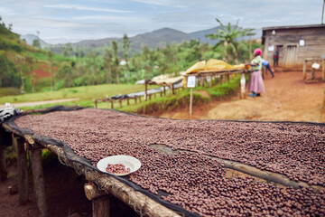 african workers are picking out fresh coffee beans at washing station