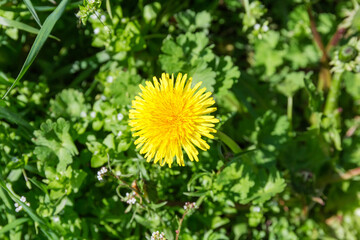 Single dandelion flower against the grass, top view