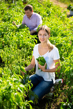 Family harvesting vegetables in the garden. High quality photo