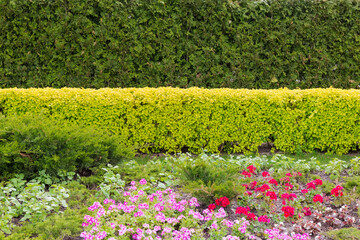 Hedge of trimmed juniper and shrub with yellow-green leaves