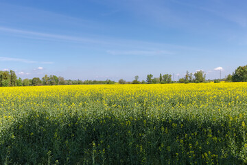 Field of the blooming rapeseed against sky with light cloudiness