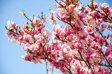 Blooming magnolia in spring flowers on a tree against a bright blue sky