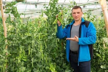 Man controlling quality of legume plants in his organic plantation