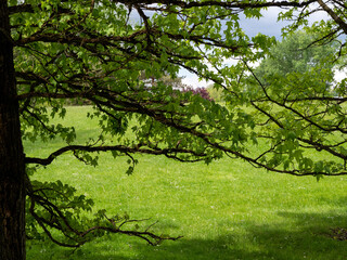 Fototapeta na wymiar landscape trees in the meadow
