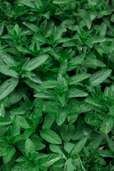 Green mint leaves in the vegetable garden close-up. Background