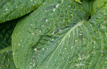 water droplets on the leaves