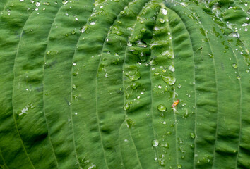 water droplets on the leaves