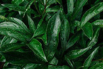 Fototapeta na wymiar Green peony leaves in dew close up