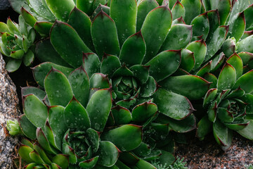 Green echeveria on a flower bed close-up. Stone rose
