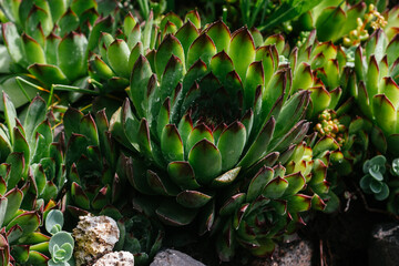 Green echeveria on a flower bed close-up. Stone rose