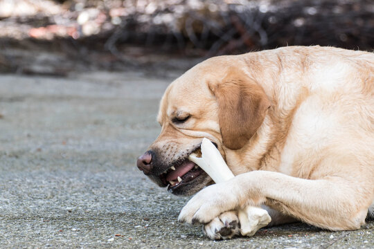 Retrato de un perro sujetando un hueso para morderlo