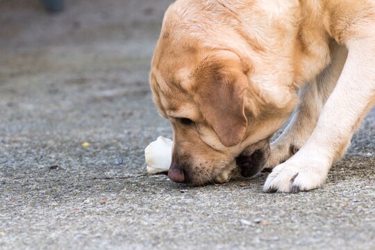 Un perro labrador coge un hueso del suelo